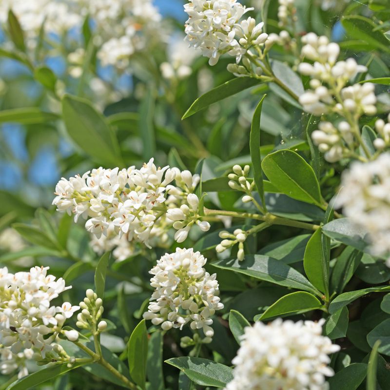 Privet (Ligustrum spp.)