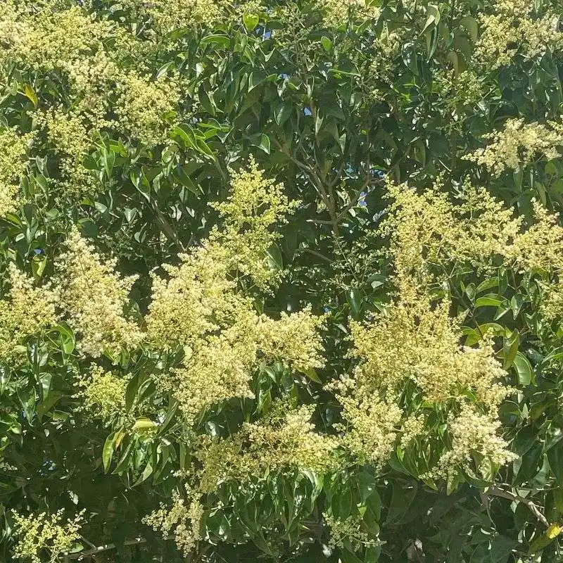 Privet