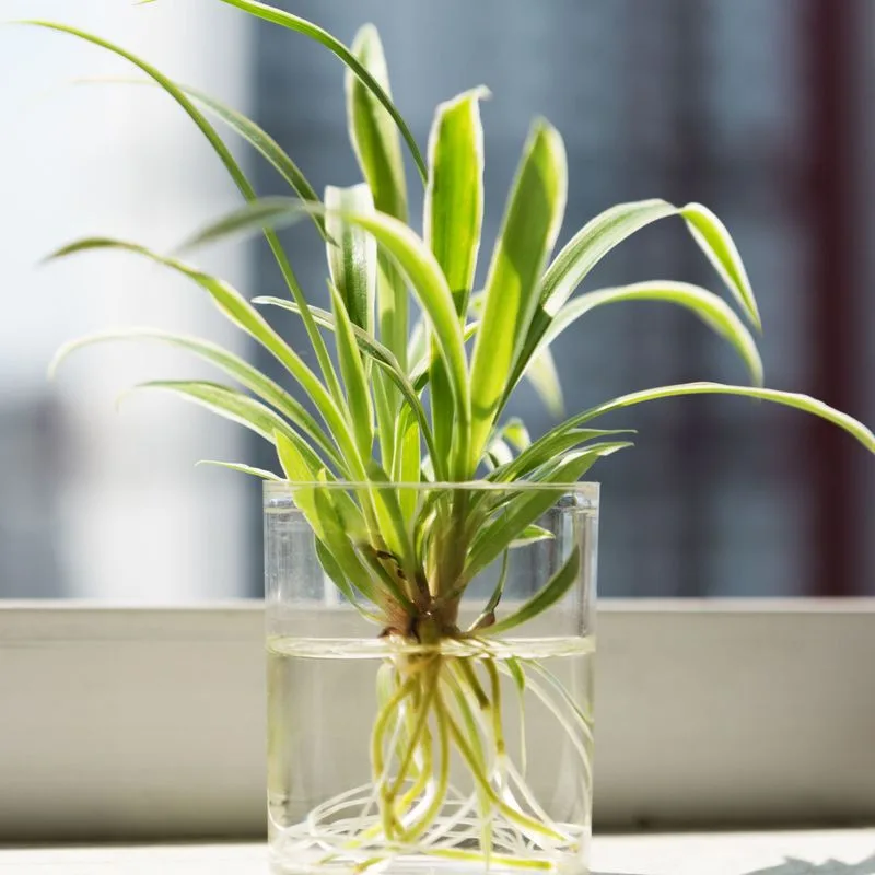 Spider Plant Babies