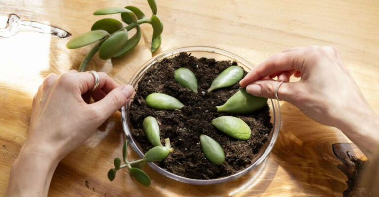 Propagate Your Favorite Plants Easily Without Special Equipment or Greenhouses