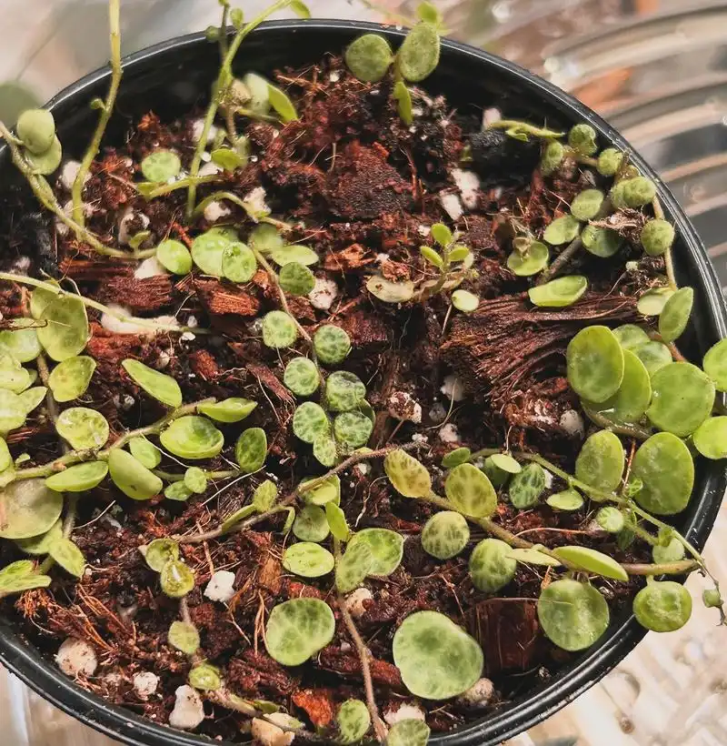 Propagation Party