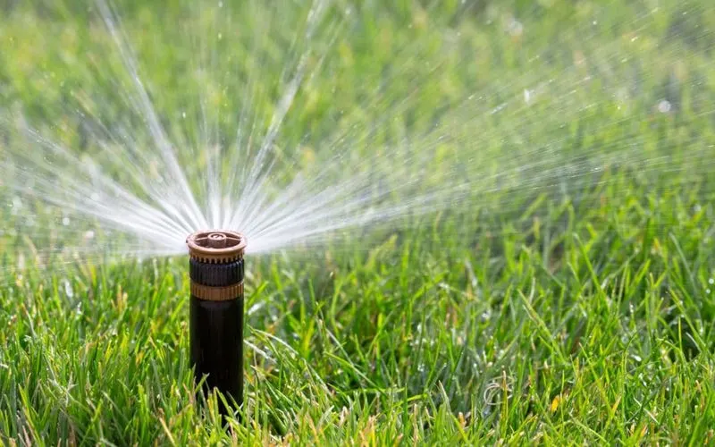 Proper Watering Techniques