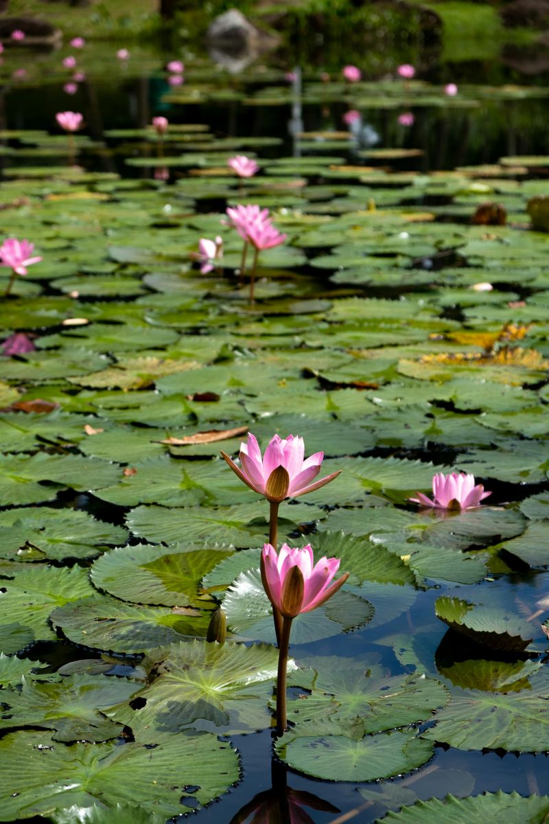 Lotus