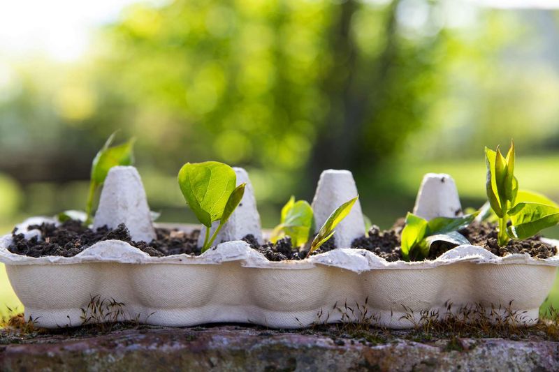 Protect with Egg Cartons