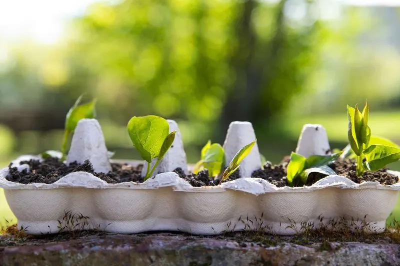Protect with Egg Cartons