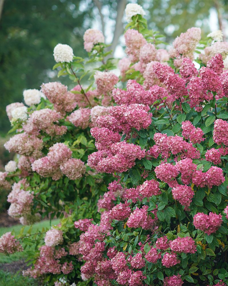 Prune Spring Flowering Shrubs