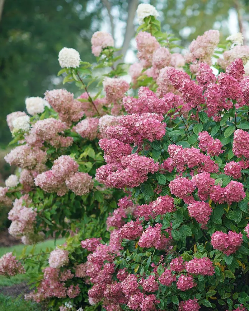 Prune Spring Flowering Shrubs