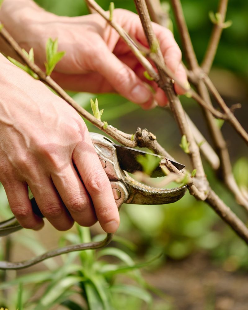 Prune with Precision