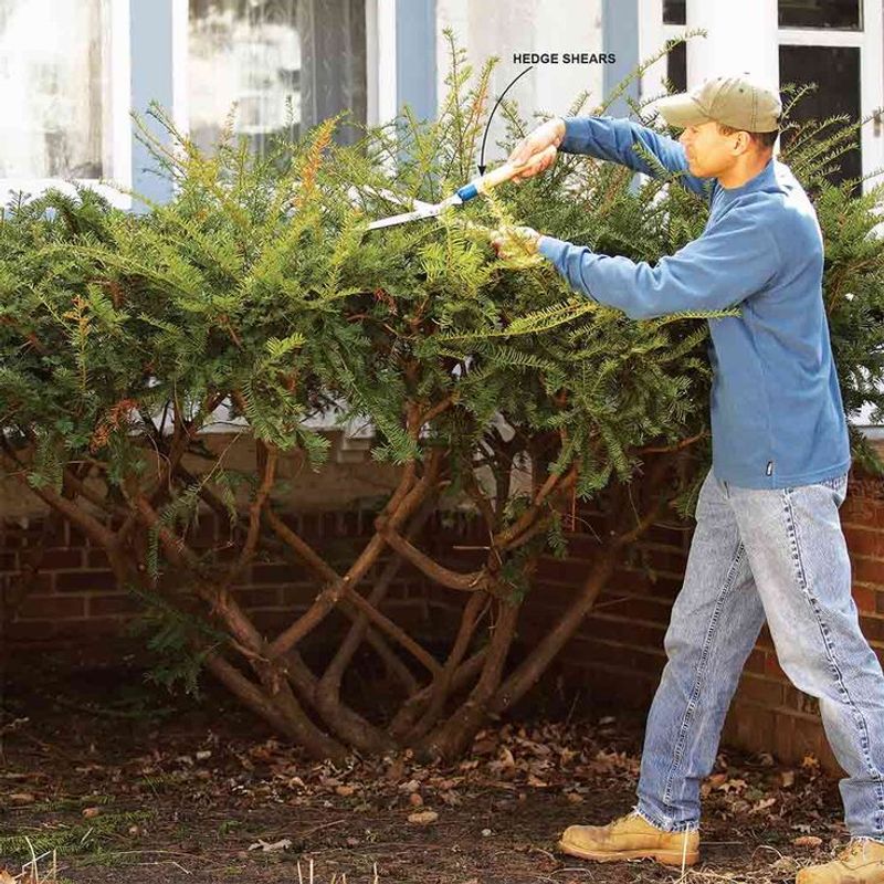 Pruning Always Encourages Growth