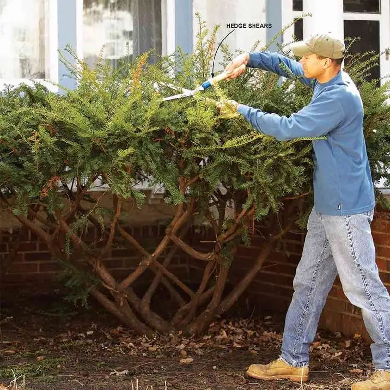 Pruning Always Encourages Growth