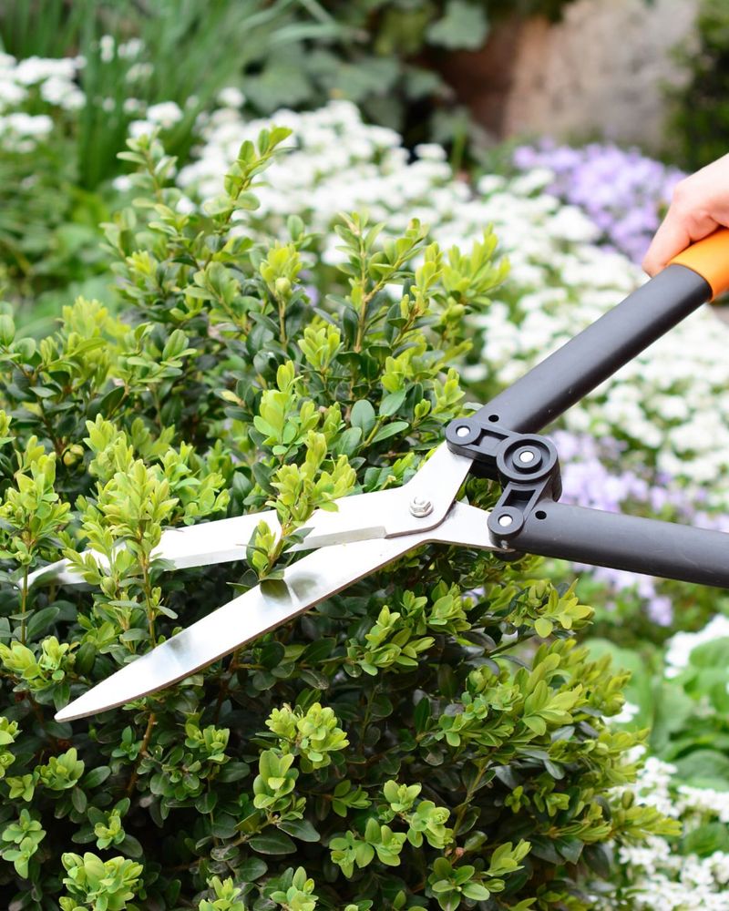 Pruning Shrubs