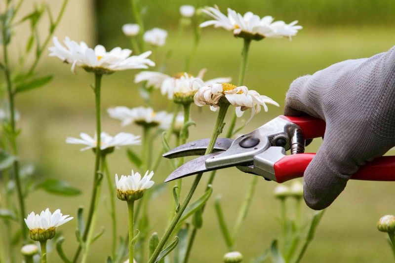 Pruning Techniques