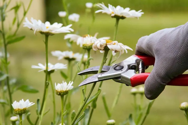 Pruning Techniques