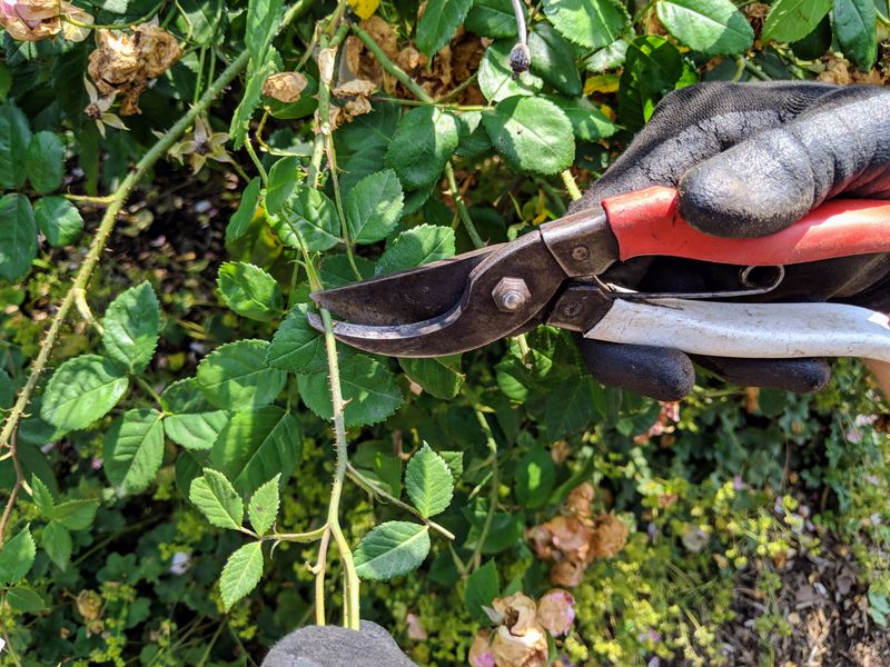 Pruning and Grooming