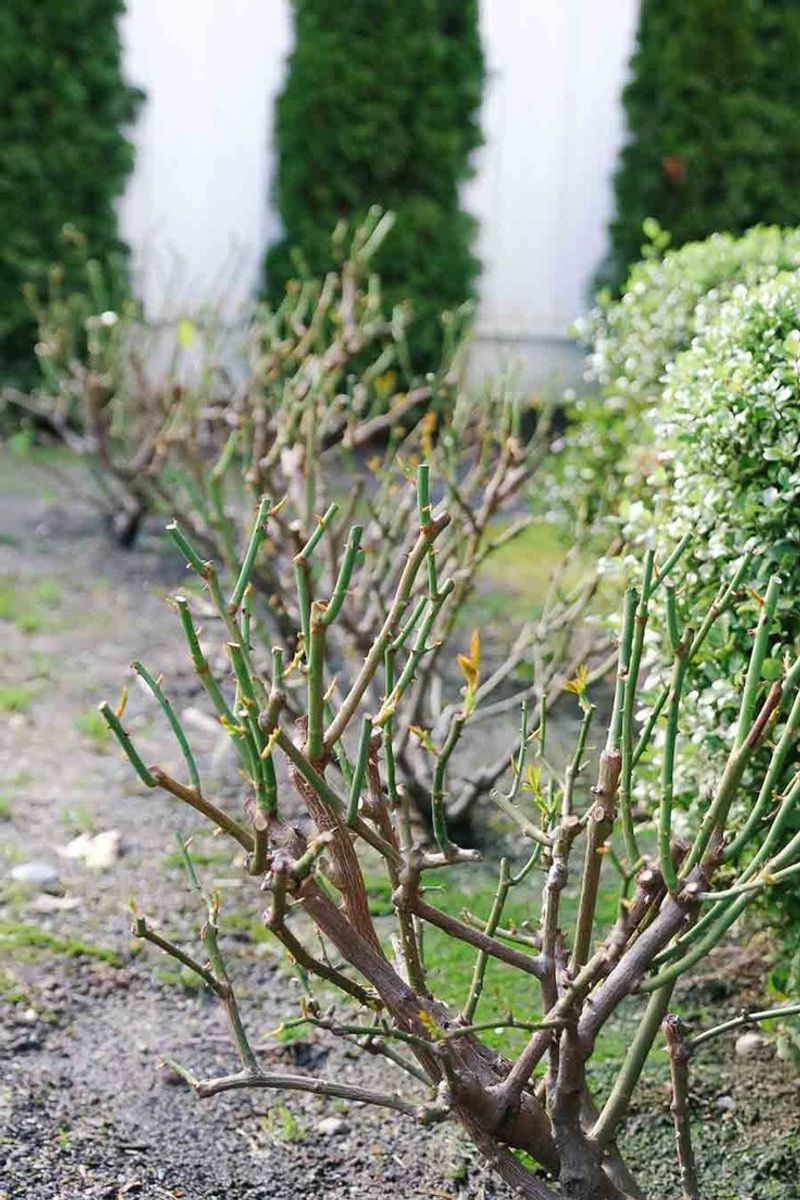 Pruning for Growth