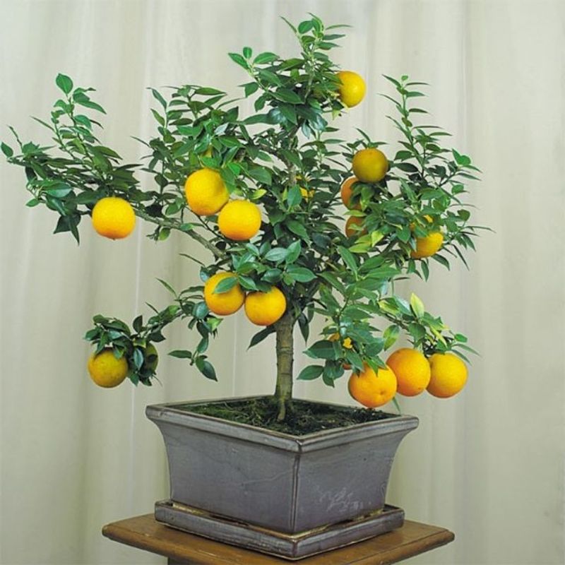 Pruning for Health and Shape