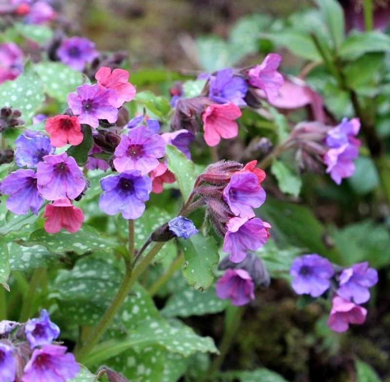 Pulmonaria