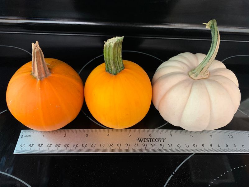 Pumpkin