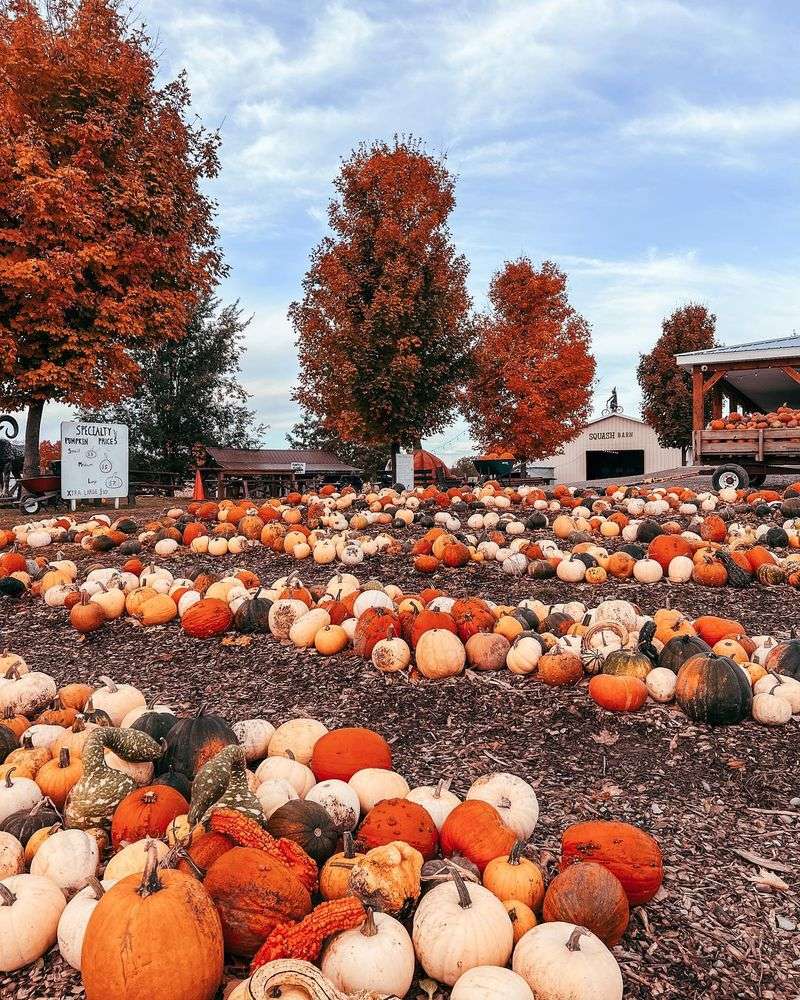 Pumpkin Surprise