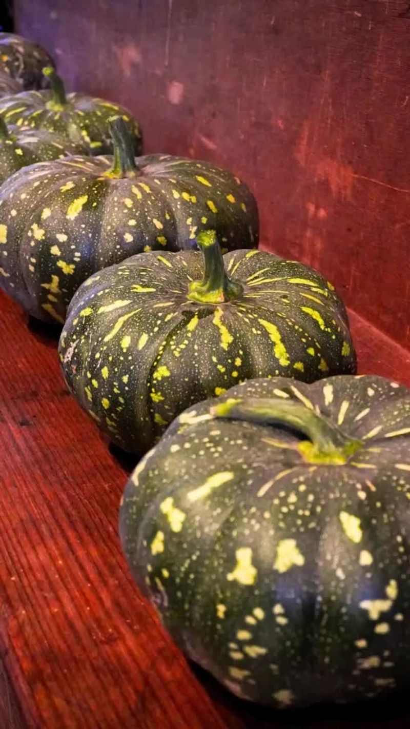 Pumpkin Vines