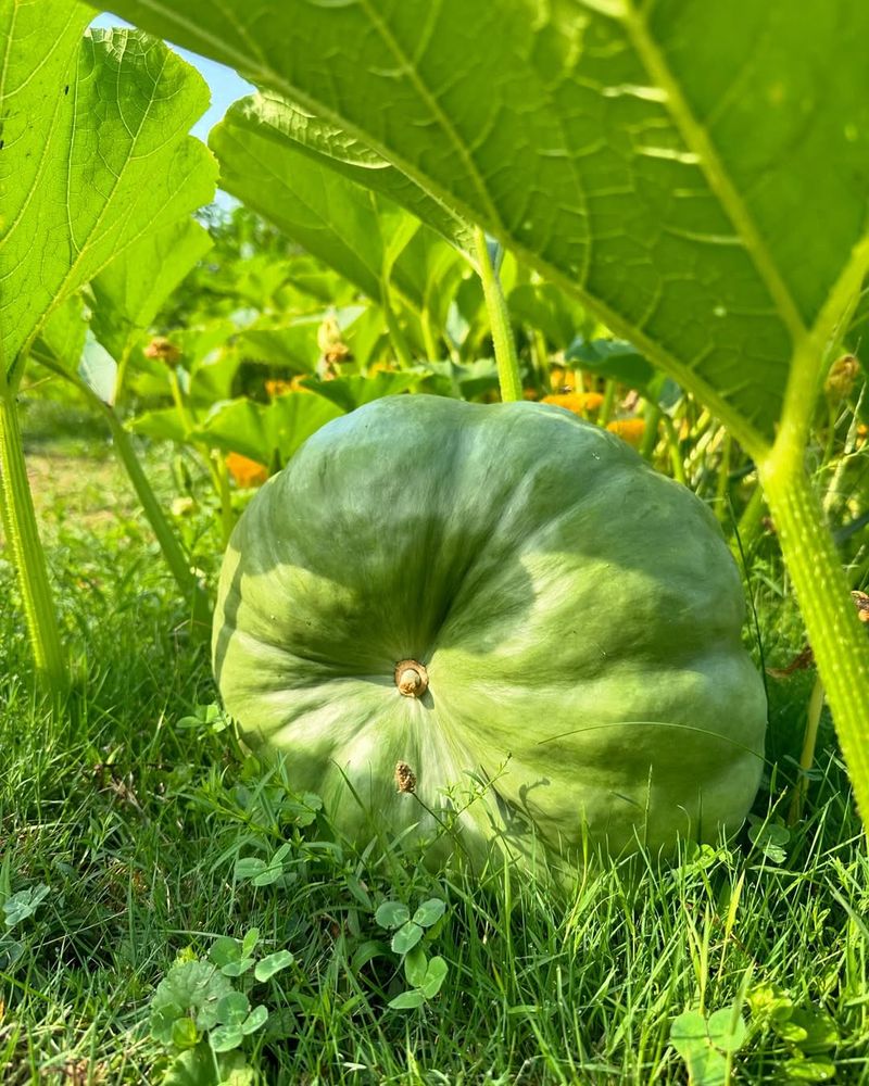 Pumpkin