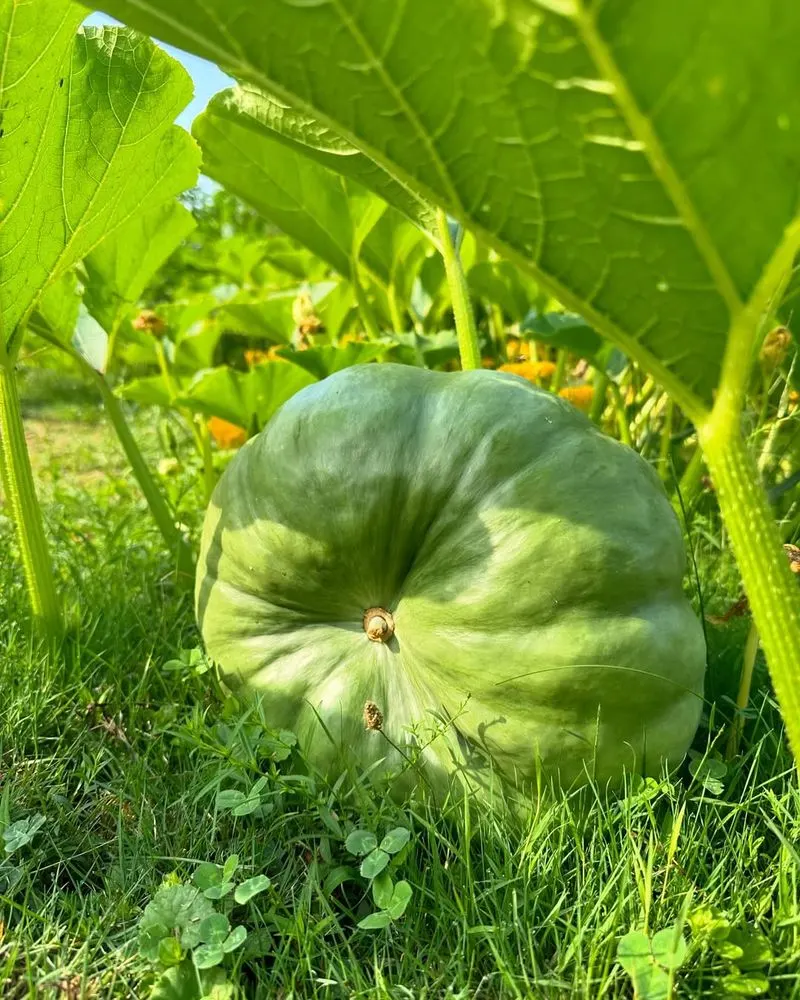 Pumpkin