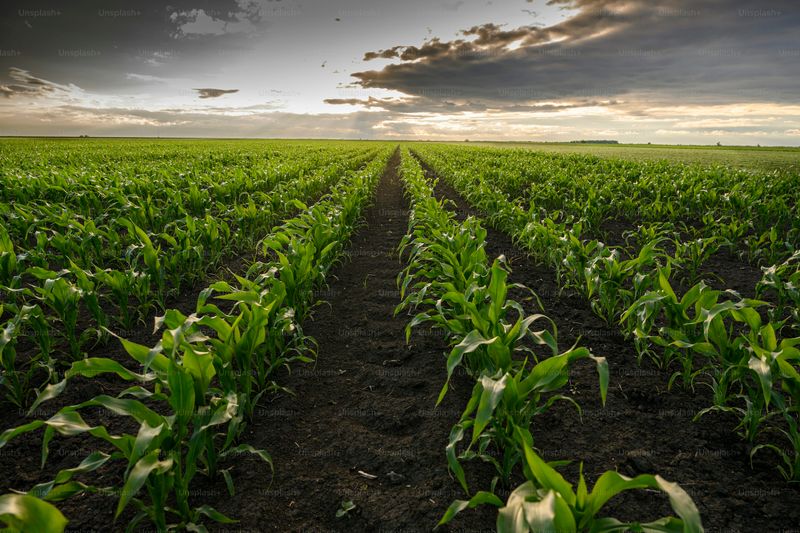 Corn