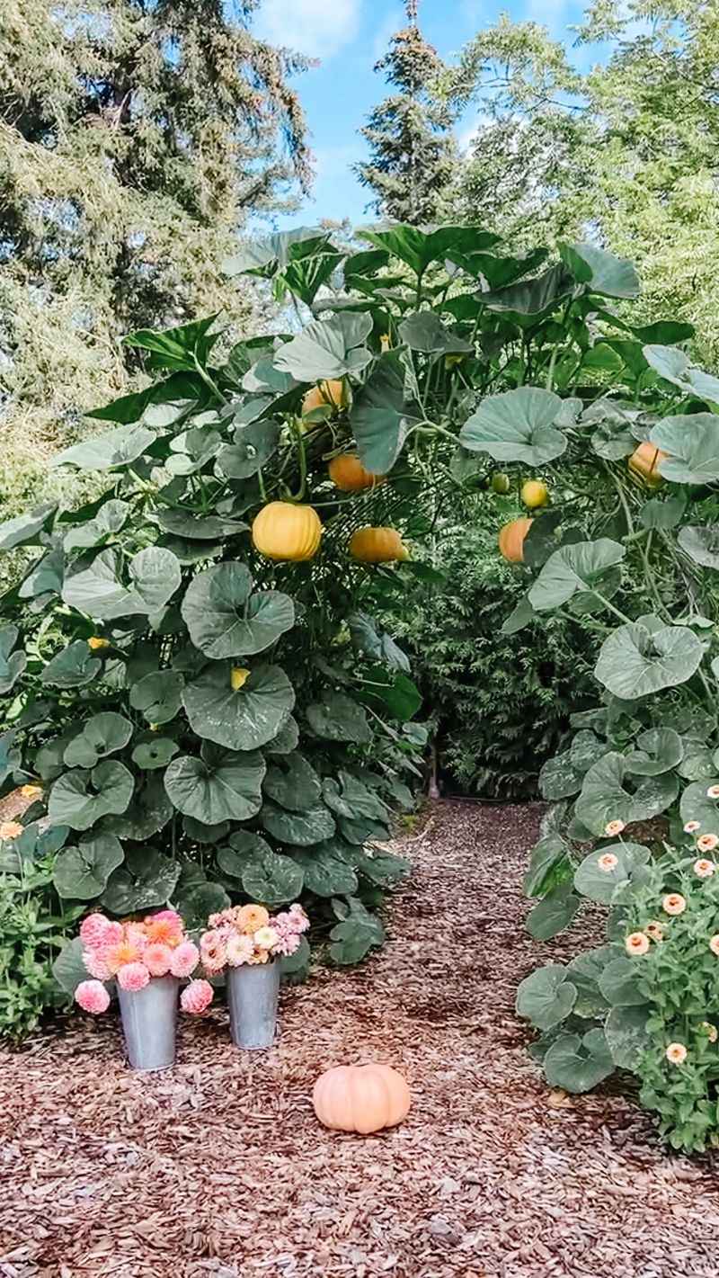 Pumpkins