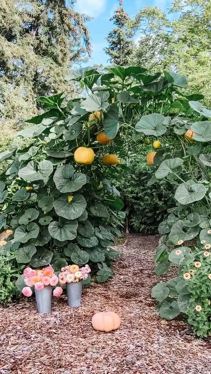 Pumpkins