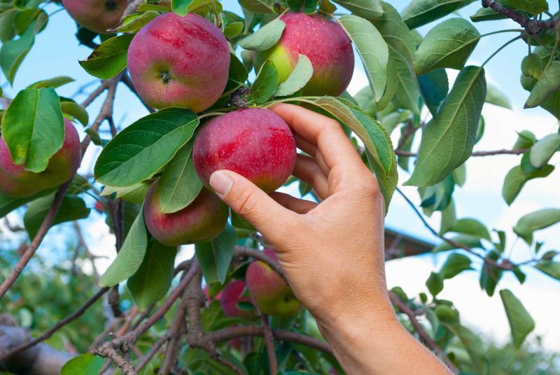 Apples