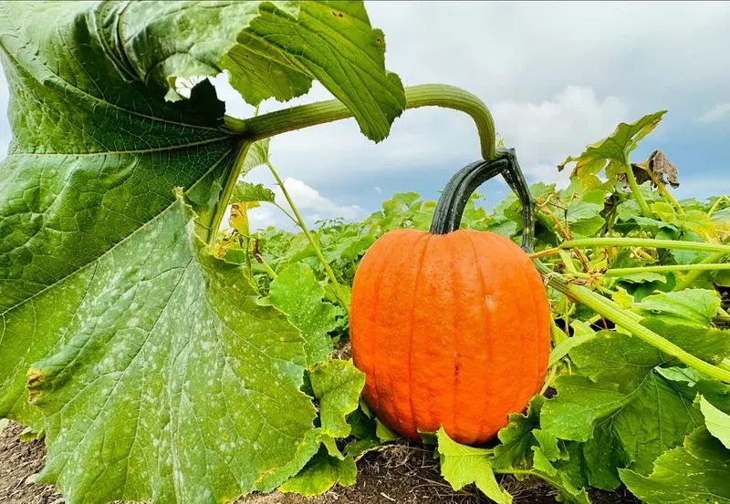 Pumpkins