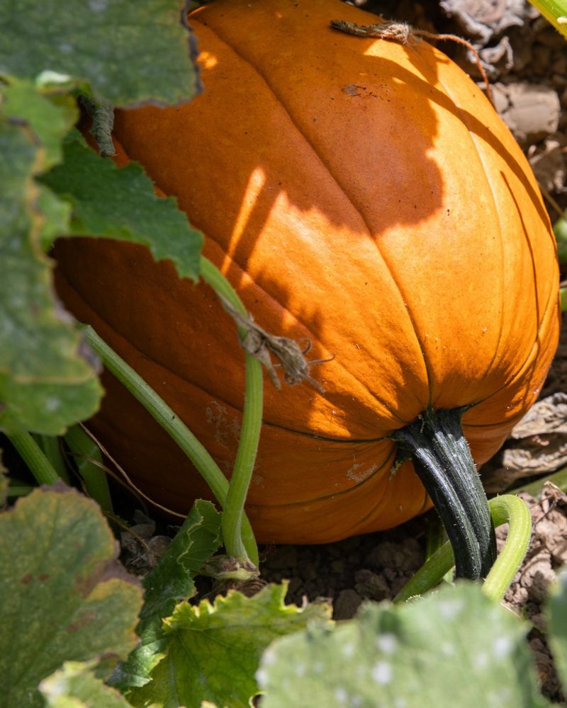 Pumpkins