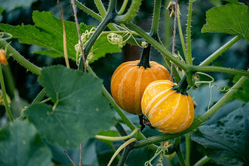 Pumpkins & Potatoes
