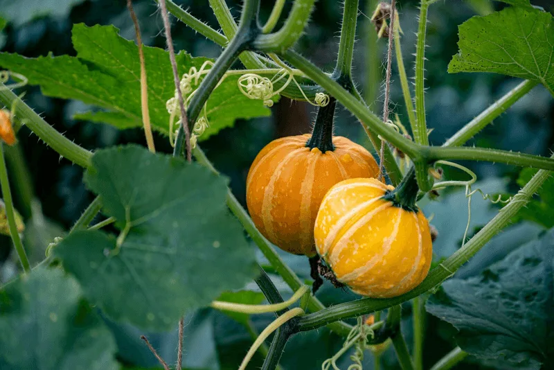 Pumpkins & Potatoes