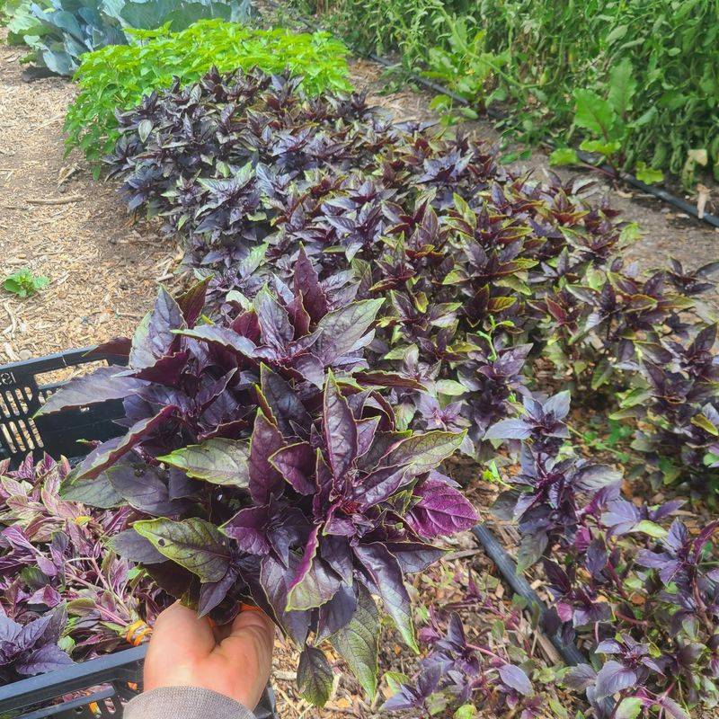 Purple Basil
