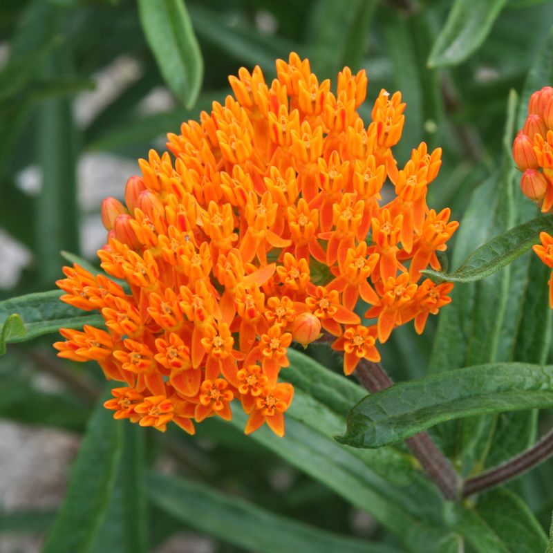 Butterfly Weed