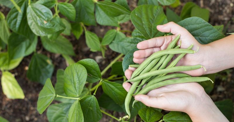 Green Beans