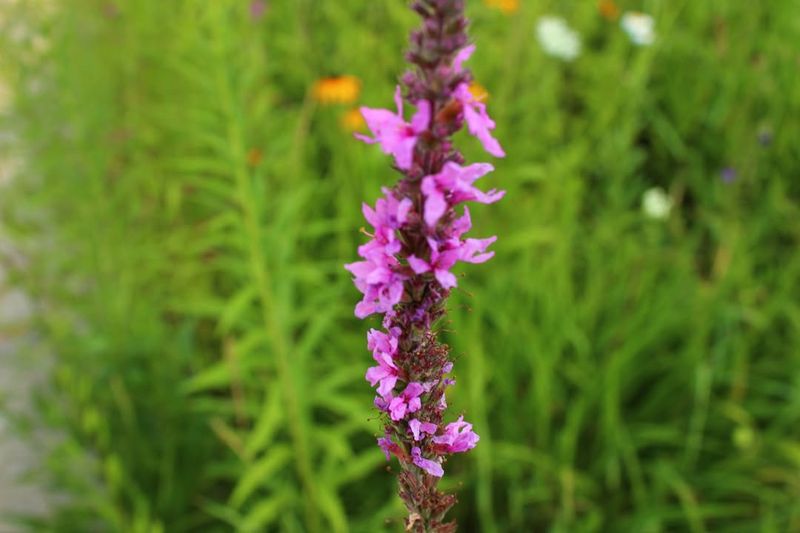 Purple Loosestrife