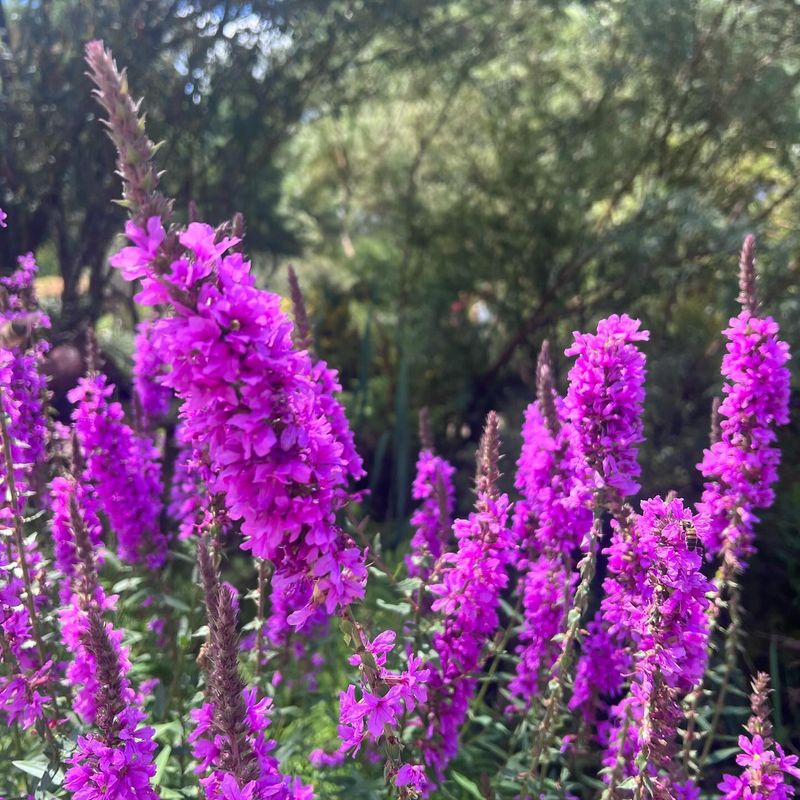 Purple Loosestrife