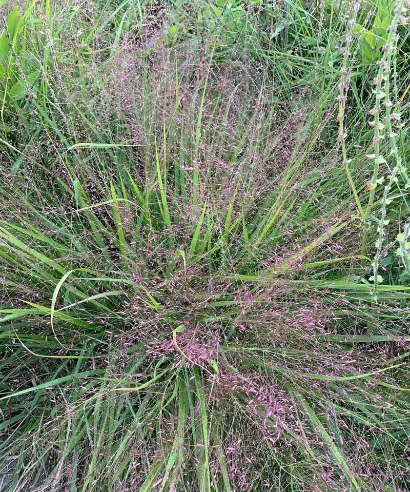 Purple Love Grass