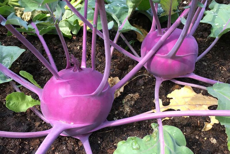 Purple Vienna Kohlrabi