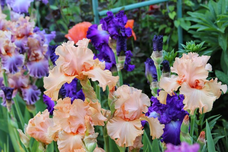 Purple and Orange: Majestic Drama