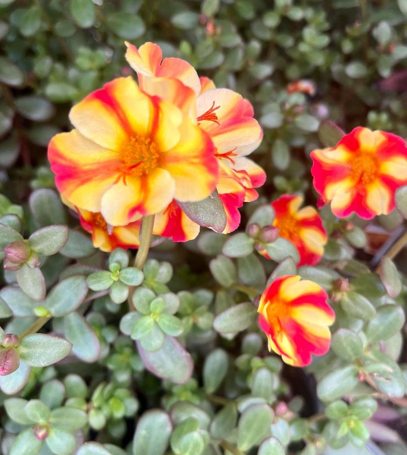 Purslane