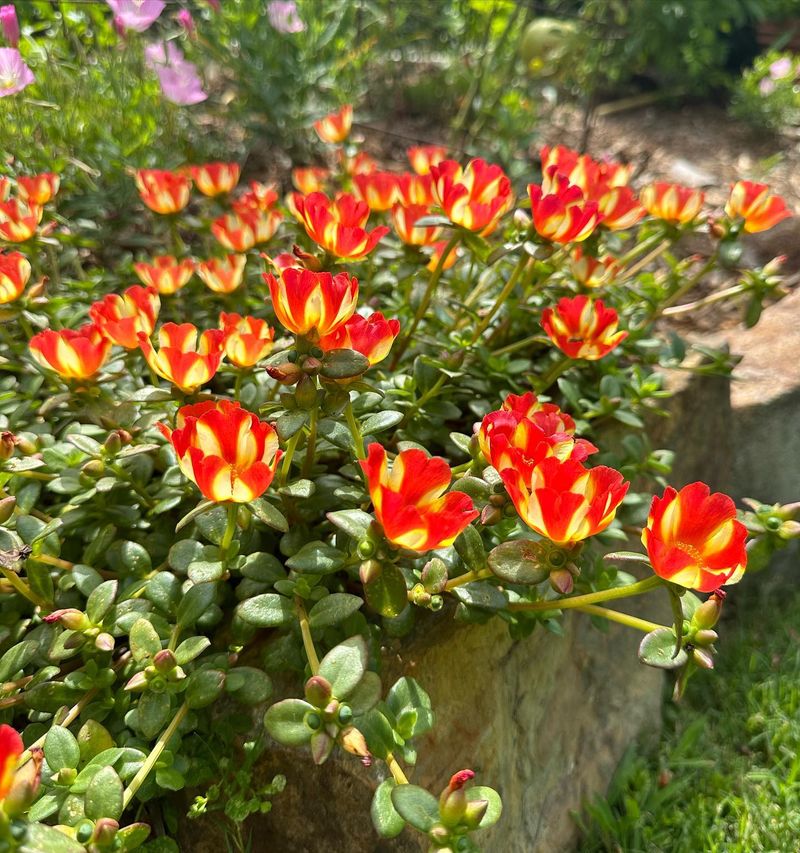 Purslane