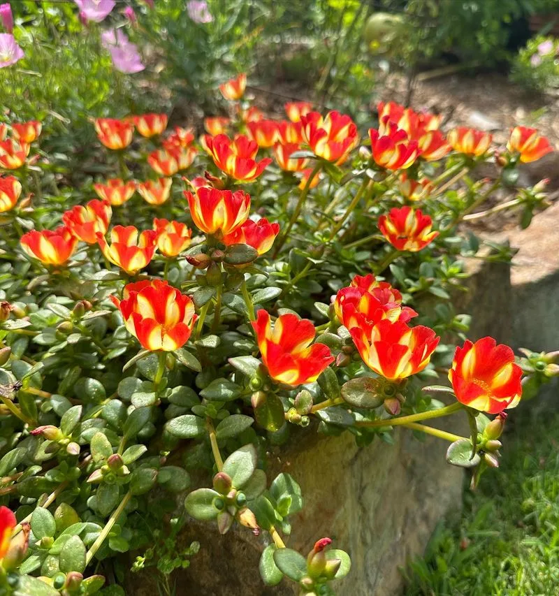 Purslane