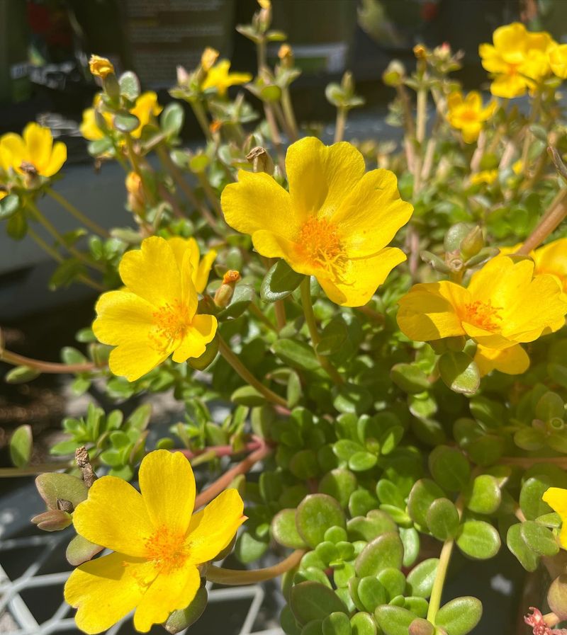 Purslane