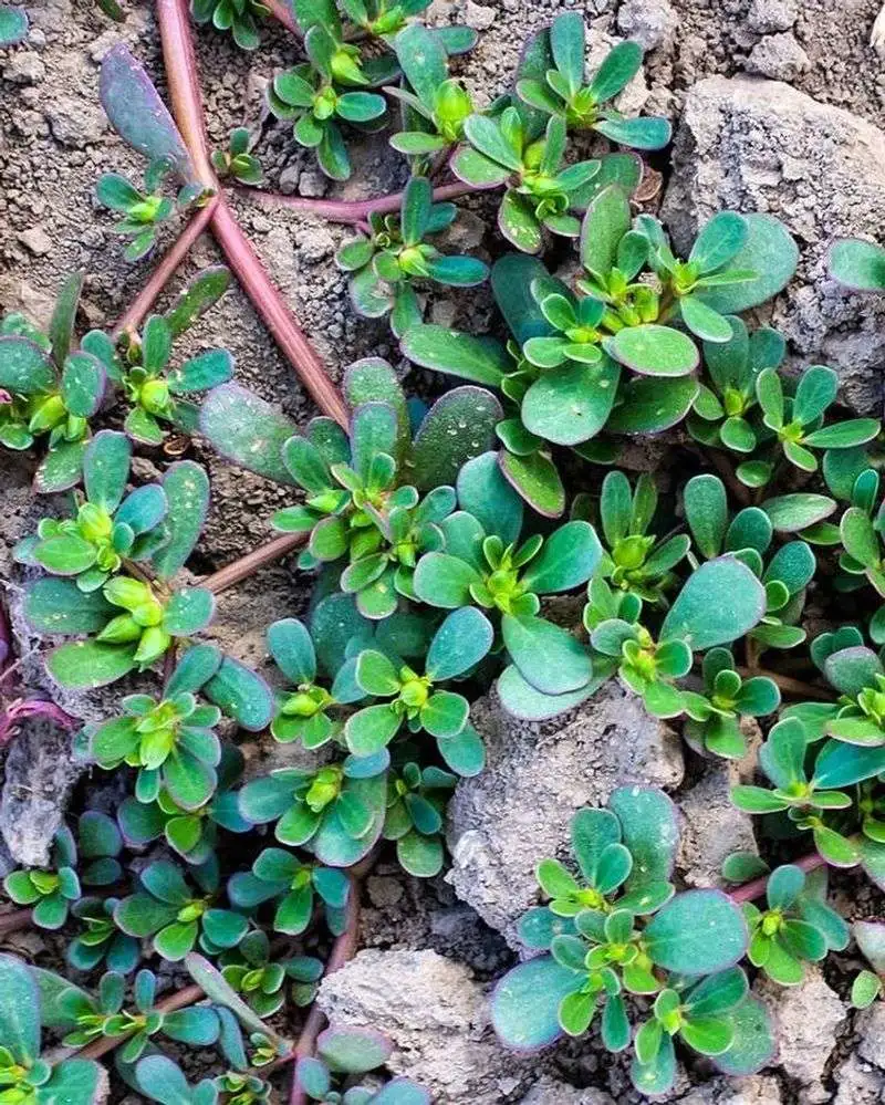 Purslane
