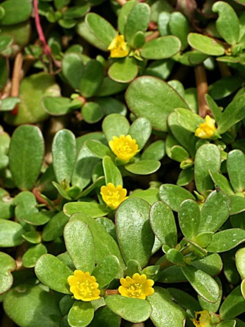 Purslane