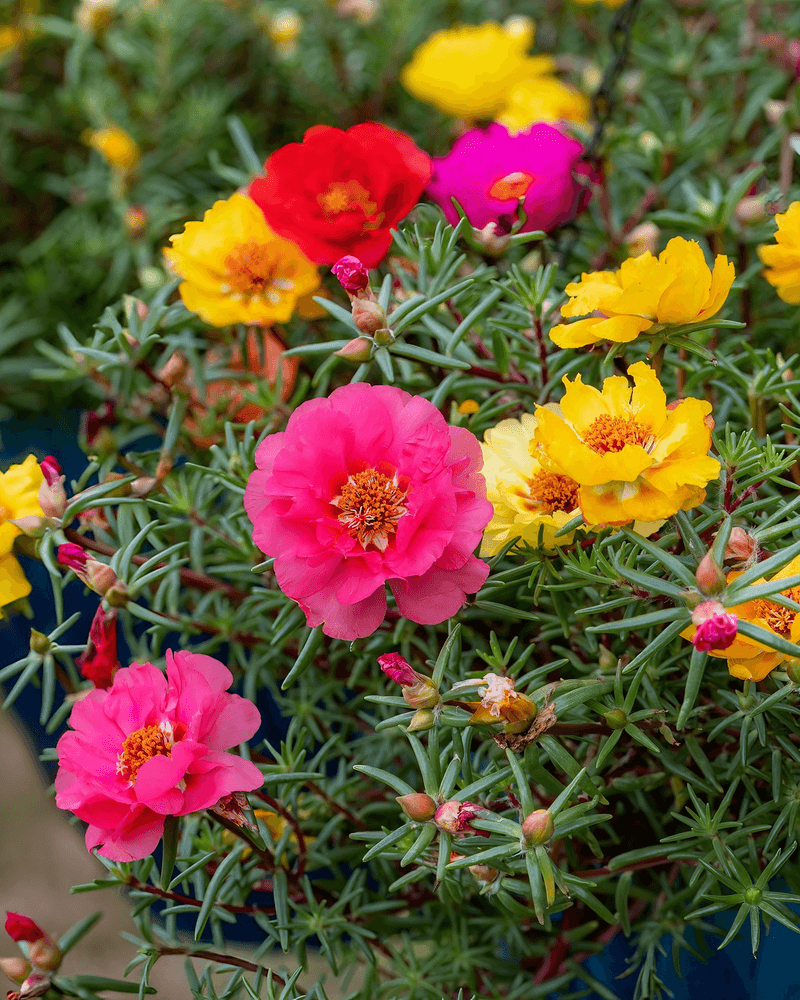 Purslane