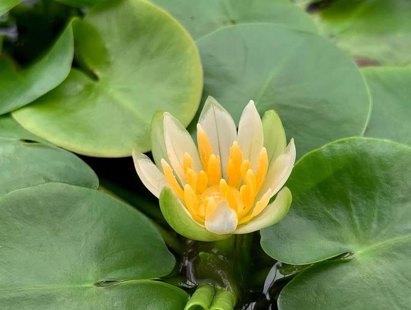 Pygmy Water Lily